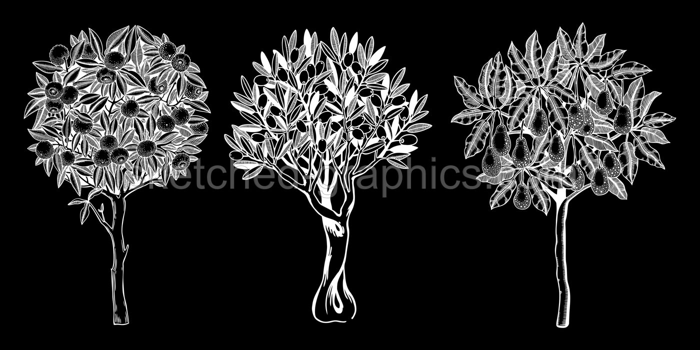 Sketched trees set with decorative fruit, leaves and branches in engraving style. Hand-drawn yuzu, avocado and olive illustrations collection. Botanical drawings on chalkboard Illustration